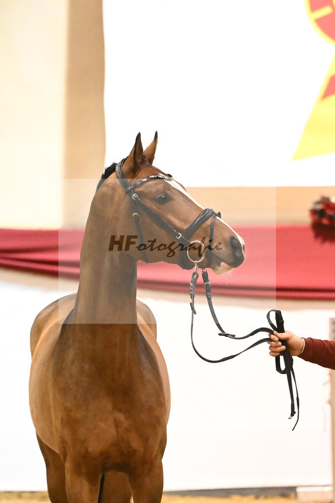 Kat-Nr. 11 Cashmere x Clinton I_Kiessling_43231159 | hf-fotografie - Realisiert mit Pictrs.com