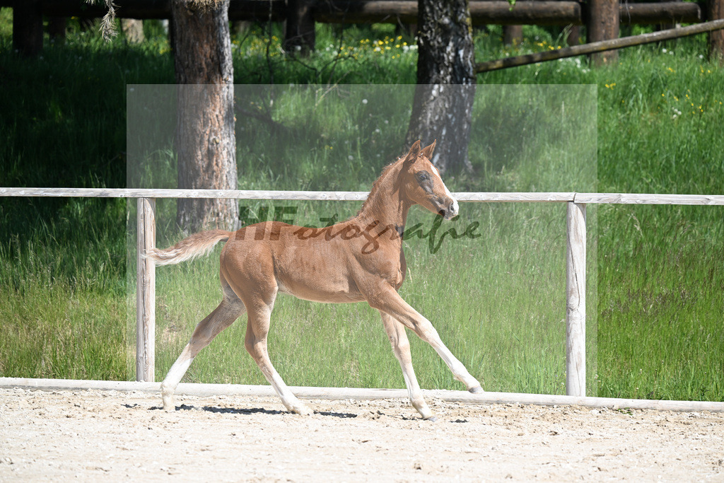 Don Schufro x Don Massimo_HF_Aumer_10250148 | hf-fotografie - Realizzato con Pictrs.com