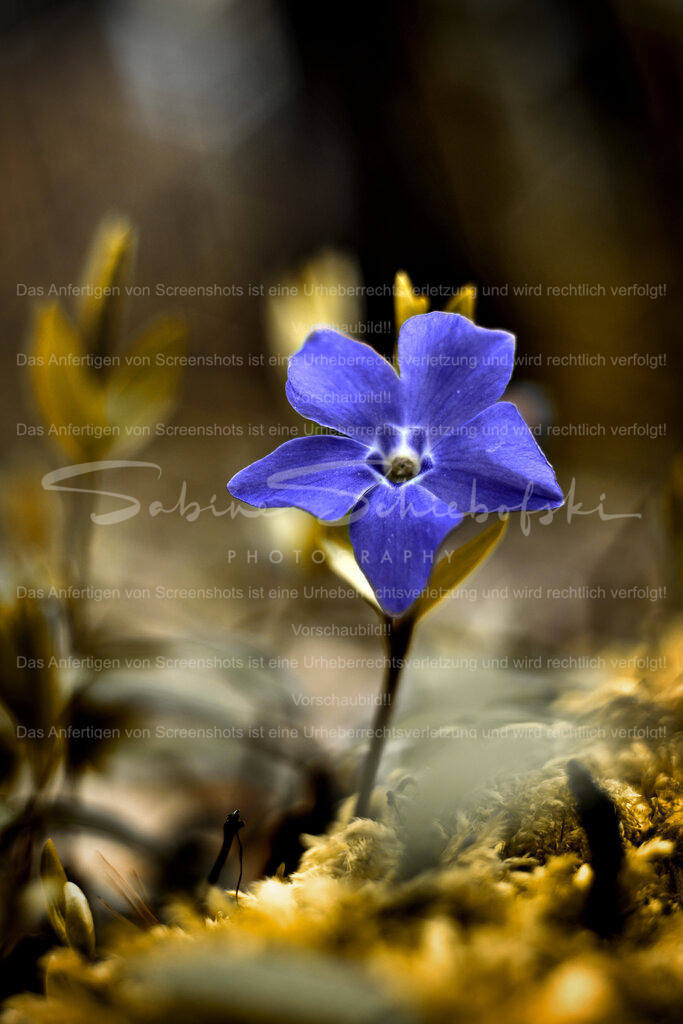 Wandbild  Immergrün | People- und Tierfotografie, Imageaufnahmen, Veranstaltungsfotografie und Wandbilder aus der Natur ★ Made in Germany ✔️ Druck + Downloads ✔️ Naturfotografie in Top Qualität ★ schneller Versand, weltweite Lieferung! - Realisiert mit Pictrs.com