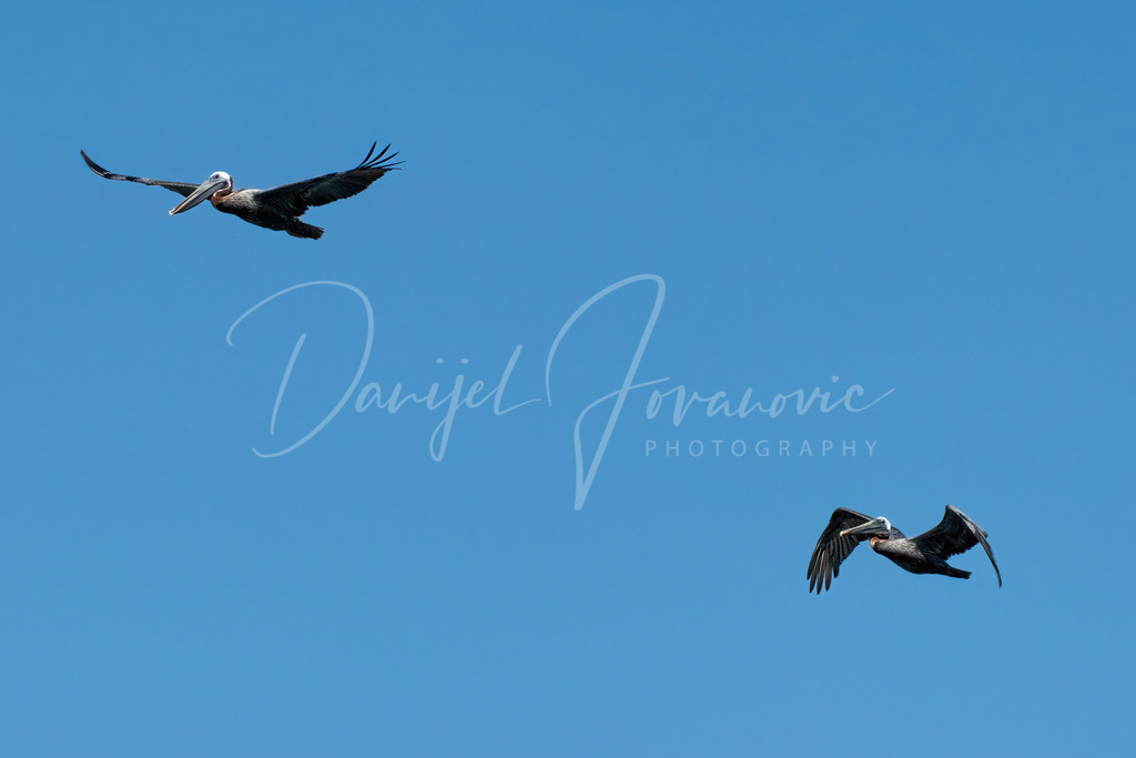 Pelikane | Pelikane in Cienfuegos