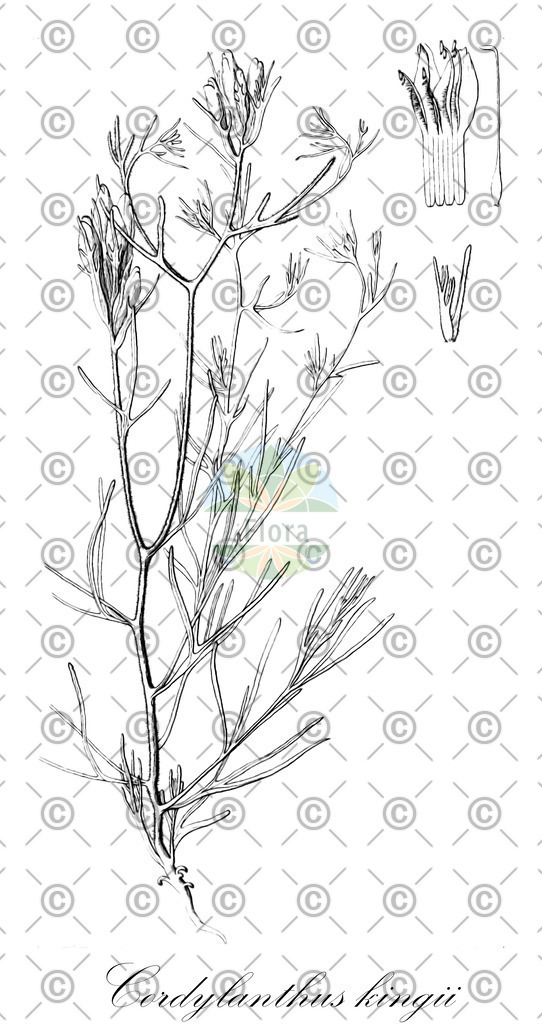 HistAbb_62MKY_1_ENZY_Simple | Historische Abbildung von Cordylanthus kingii - Orobanchaceae | Historical Illustration of Cordylanthus kingii - Orobanchaceae