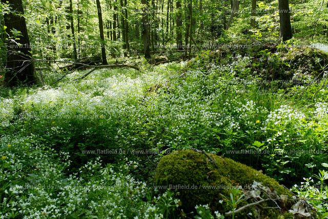 Blütenmeer im Odenwald | Schöner Frühlingswald