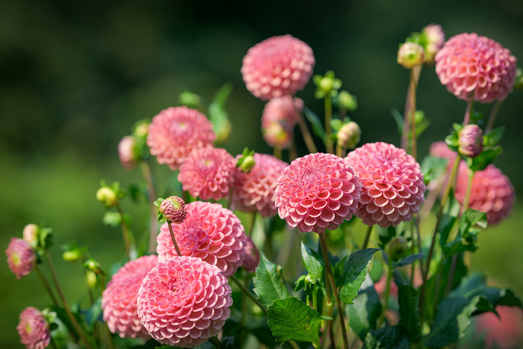 Ball Dahlie Hapet Pink Ball | Harmonisch stehen sie beieinander, die rosafarbenen Blüten der Ball Dahlie „Hapet Pink Ball“. In einer zarten Verschmelzung gehen sie eine Liaison mit dem Hintergrund ein. — Original-Größe des Bildes: 8256 x 5504 px.  - Realisiert mit Pictrs.com