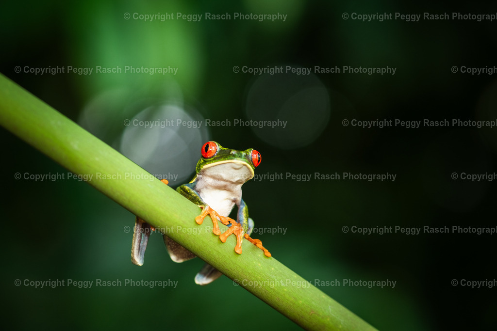 Frösche (20) | PeggyRaschPhotography - Realisiert mit Pictrs.com