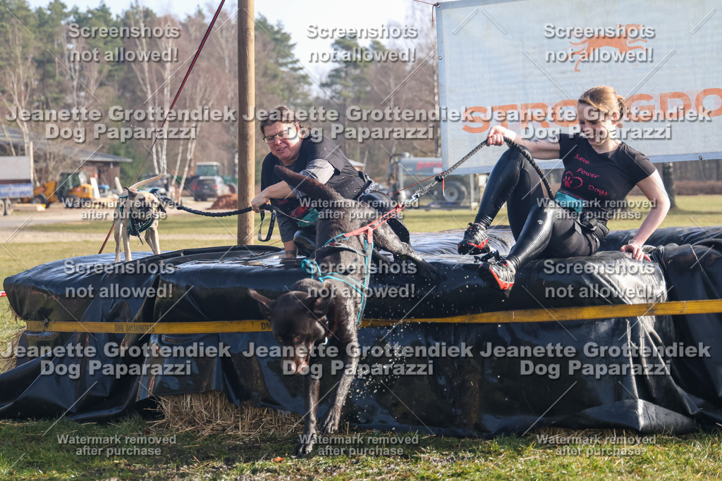 Dog Paparazzi - Strongdog North Mrz26-716 | Dog Paparazzi Jeanette Grottendiek Fotografie & Videografie - Realisiert mit Pictrs.com