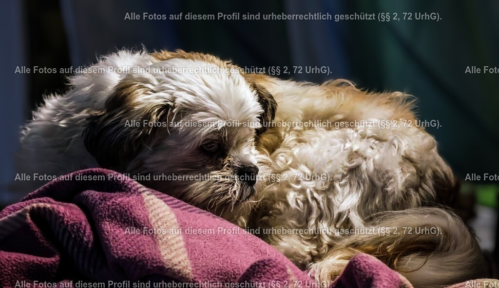 20240324215406_0C4A4142_5 | krollfotografie - Realisiert mit Pictrs.com