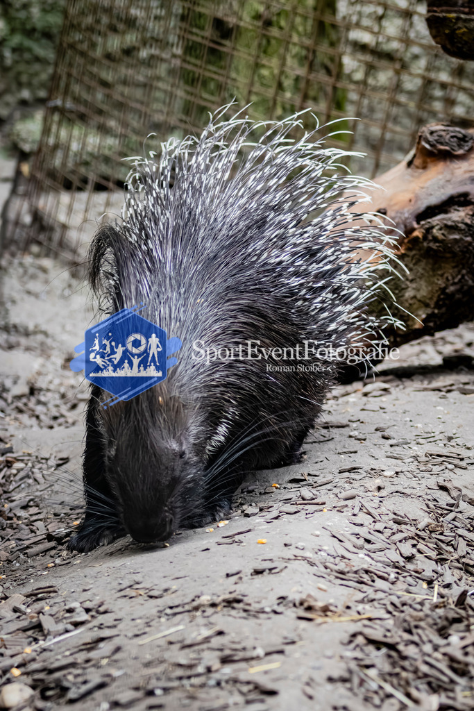 IMG_3202 | SportEventFotografie - Roman Stoiber