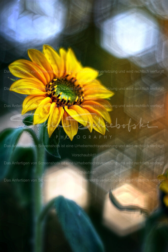Wandbild "Sonnenblume" Kristalle | People- und Tierfotografie, Imageaufnahmen, Veranstaltungsfotografie und Wandbilder aus der Natur ★ Made in Germany ✔️ Druck + Downloads ✔️ Naturfotografie in Top Qualität ★ schneller Versand, weltweite Lieferung! - Realisiert mit Pictrs.com