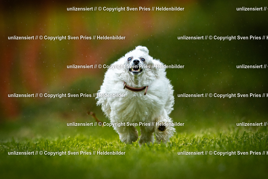 Sven Pries | 2025-09-21 - Hunderennen Baden-Oos - Realisiert mit Pictrs.com