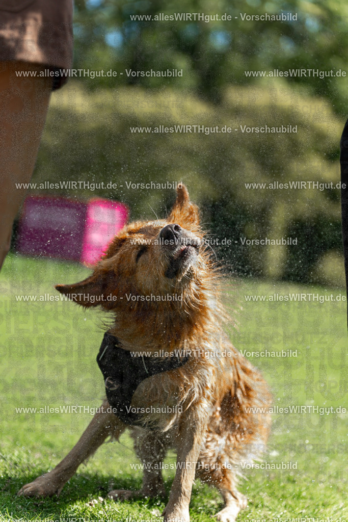 Hundeschwimmen_Volksbad_2026-allesWIRTHgut_Tierfotografie-2609061208-111800-7R500207 | Professionelle Tierfotografie in Mönchengladbach von Daniel Wirth (allesWIRTHgut). Liebevolle & natürliche Bilder von Hunden & Katzen für unvergessliche Erinnerungen.