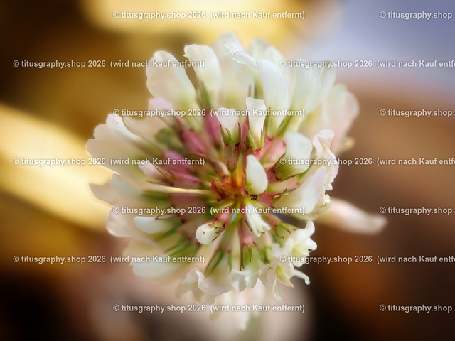 2024-05-09_P6244115-09-b3_pe | Fotokunstarbeit aus der INSTAGRAM-Gallerie auf titusgraphy.eu - Realisiert mit Pictrs.com