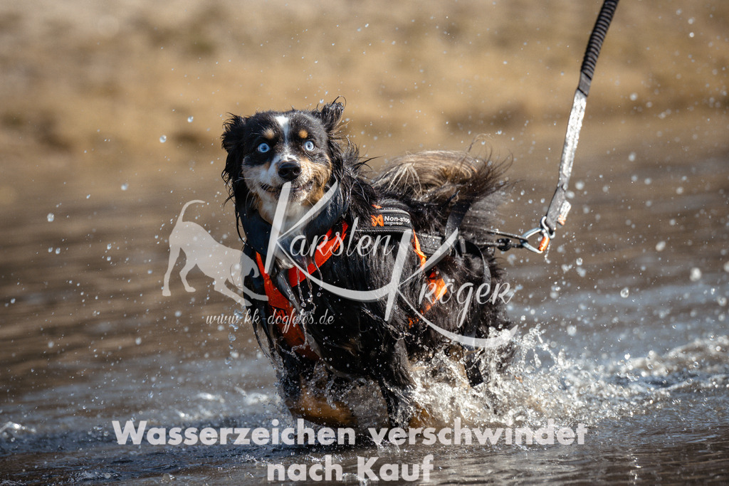 1131_ZZ95203 | kk-dogfotos