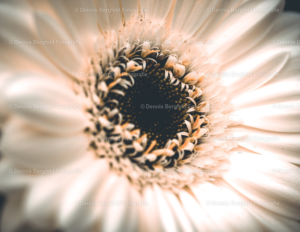 Flower 17 | Entdecken Sie Natur, Makro und Tierfotografie von Dennis Bergfeld.Besondere Momente und Details der Natur, hochwertig als Foto und Wandbild erhältlich. - Realisiert mit Pictrs.com