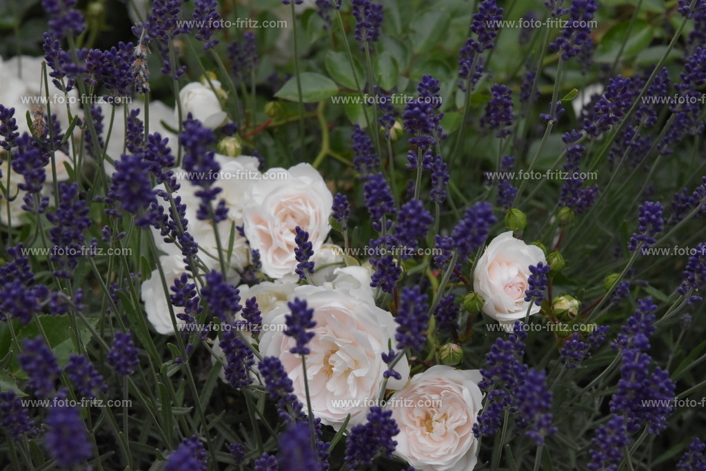 JUN_8402 | www.foto-fritz.com - Realisiert mit Pictrs.com