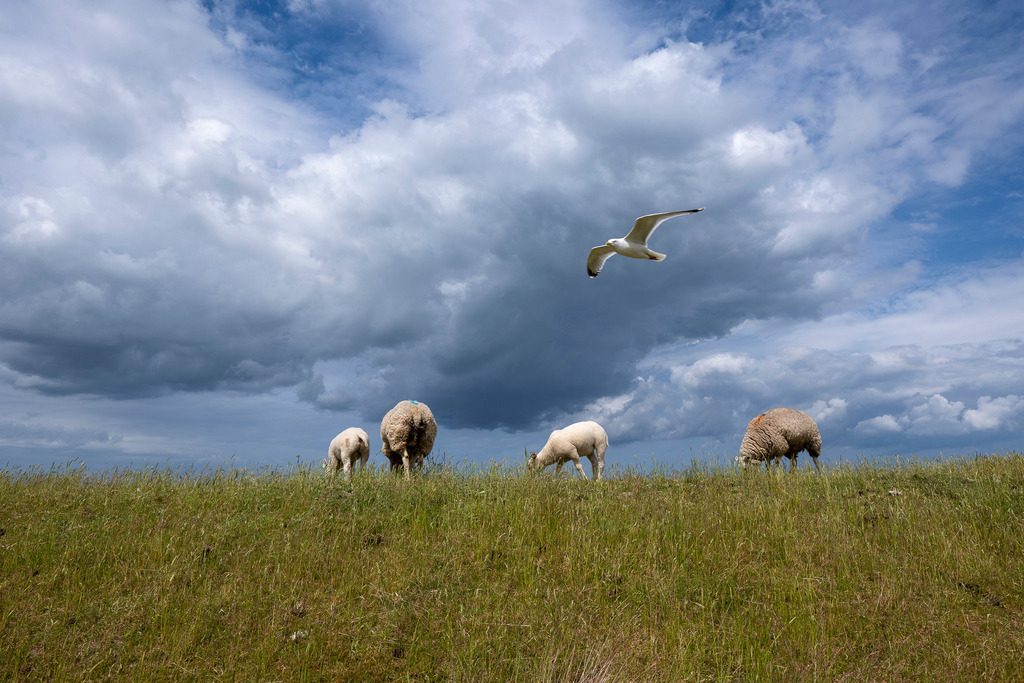 260606_Texel_8248_mr | Entdecke exklusive Fotografie im muebri Shop: Stimmungsvolle Motive  Naturaufnahmen und mehr. Jetzt hochwertige Wandbilder und Fotoabzüge online kaufen! - Realisiert mit Pictrs.com