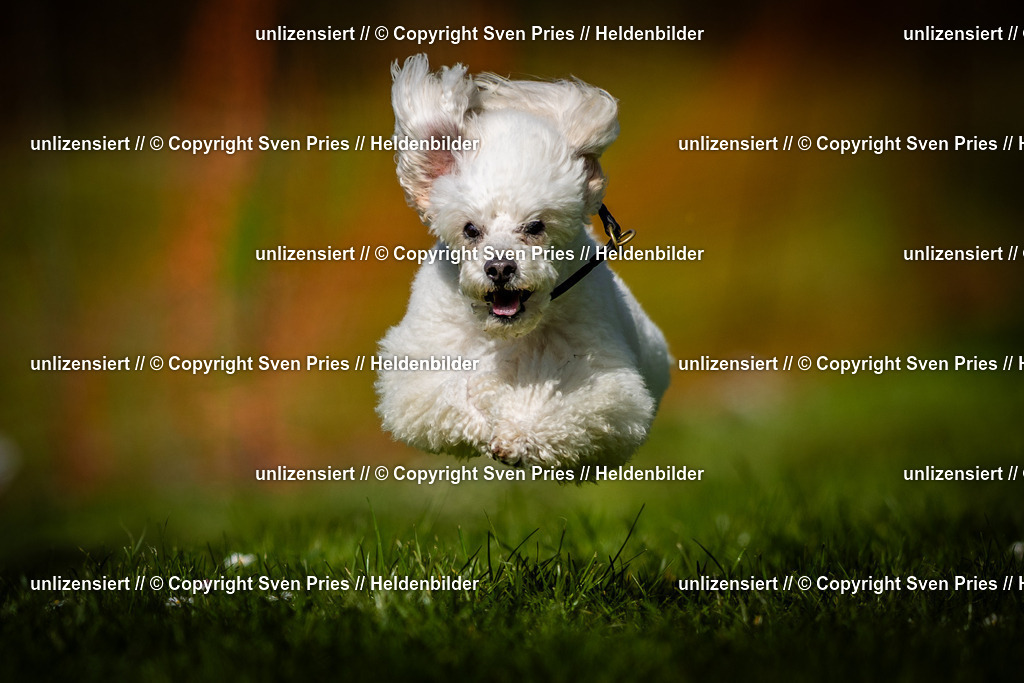 Sven Pries | 2025-04-13 - Hunderennen Baden-Baden - Realisiert mit Pictrs.com