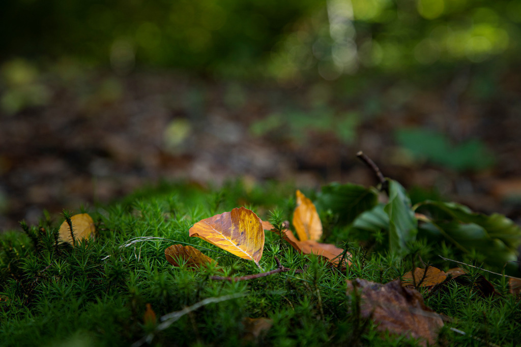 Boten des Herbstes | Aus den Wäldern rund um Wismar in Mecklenburg-Vorpommern. - Realisiert mit Pictrs.com