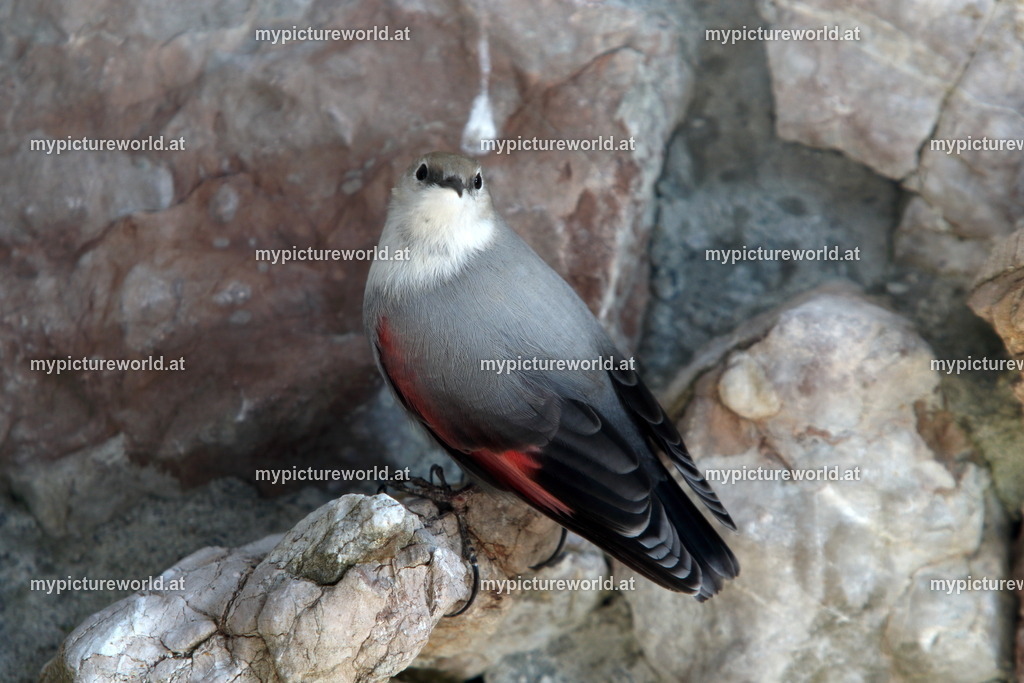 Mauerläufer-026 | Das Bilderarchiv über Tiere, Planzen und Landschaften. In der Bilddatenbank finden Sie ein große Auswahl an hochwertigen Bilder für Ihre Werbung - Realisiert mit Pictrs.com