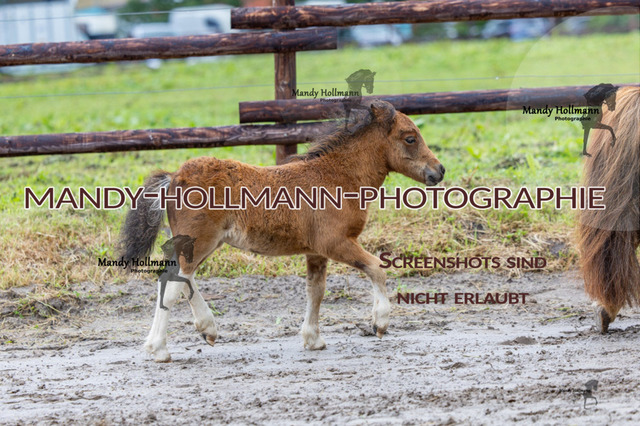_MG_4444 | mandyhollmannphotographie