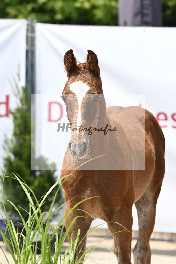 Zirocco Blue x Casall_HF_Simonet_12250800 | hf-fotografie - Realisiert mit Pictrs.com