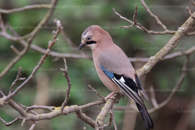 20179 | Tierfotografie, Tierkalender, Tierbilder, Insekten, Spinnen, Vögel, Schmetterling, Libellen, Leinwand, Colorkey, Qualität, Geschenkartikel, Geschenk - Realisiert mit Pictrs.com