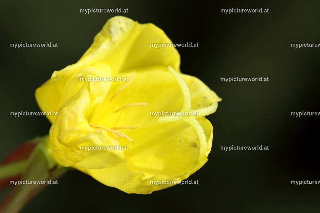 Gemeine Nachtkerze-004 | Das Bilderarchiv über Tiere, Planzen und Landschaften. In der Bilddatenbank finden Sie ein große Auswahl an hochwertigen Bilder für Ihre Werbung - Realisiert mit Pictrs.com