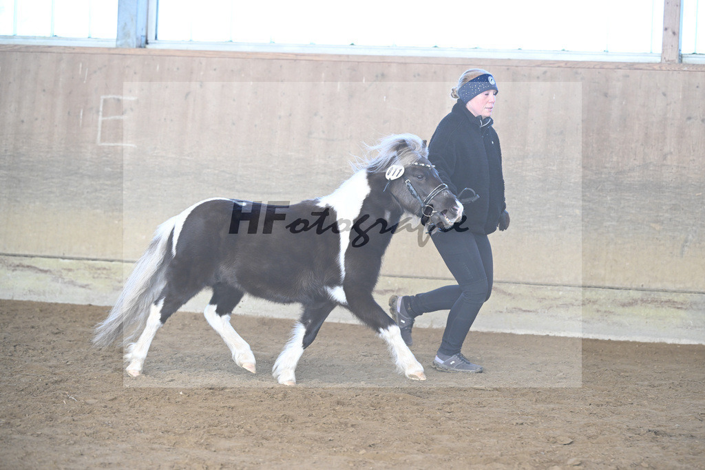 Kat-Nr. 11 SDH Bowies Painted Silver v. Rose Dancing Toreador_Gossing_49250520 | hf-fotografie - Realisiert mit Pictrs.com