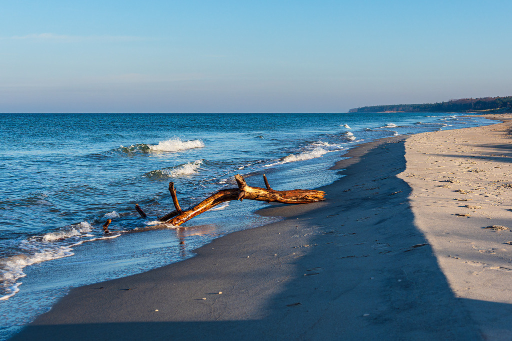 Treibholz am Weststrand an der Ostseeküste auf dem Fischland-Darß | Treibholz am Weststrand an der Ostseeküste auf dem Fischland-Darß.