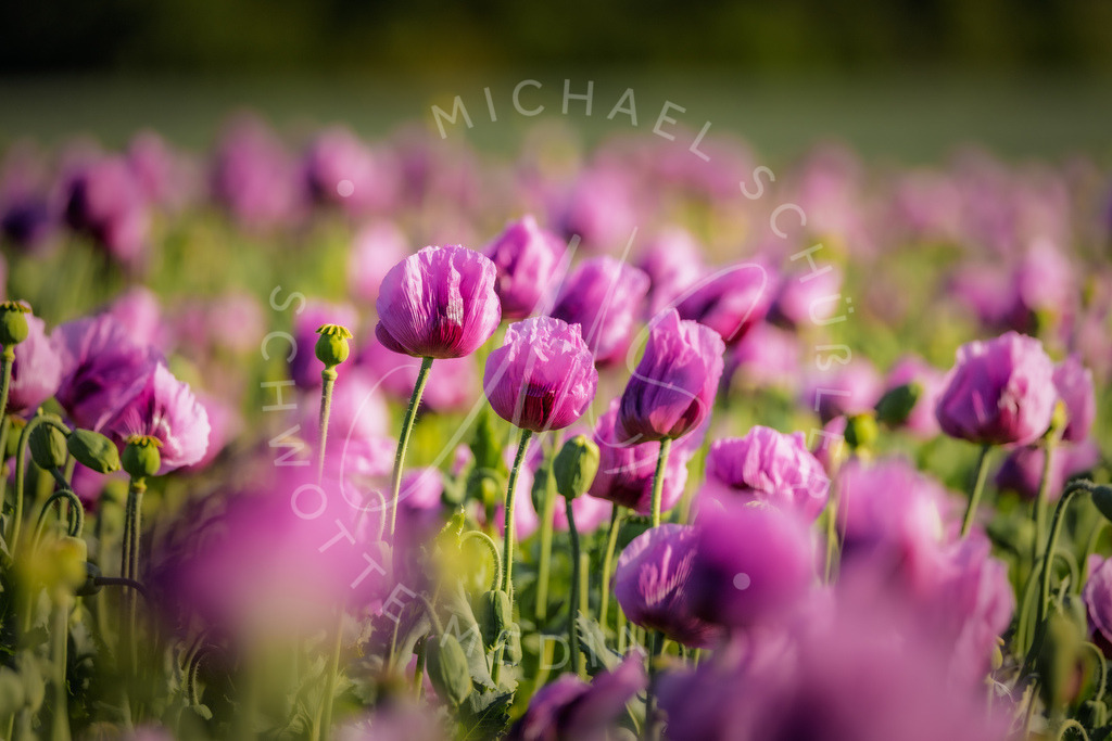 2025-05-20 2025-05-20 Erlenbacher Oelmuehle Mohnblumen 088 | Schwotte Media - Realisiert mit Pictrs.com