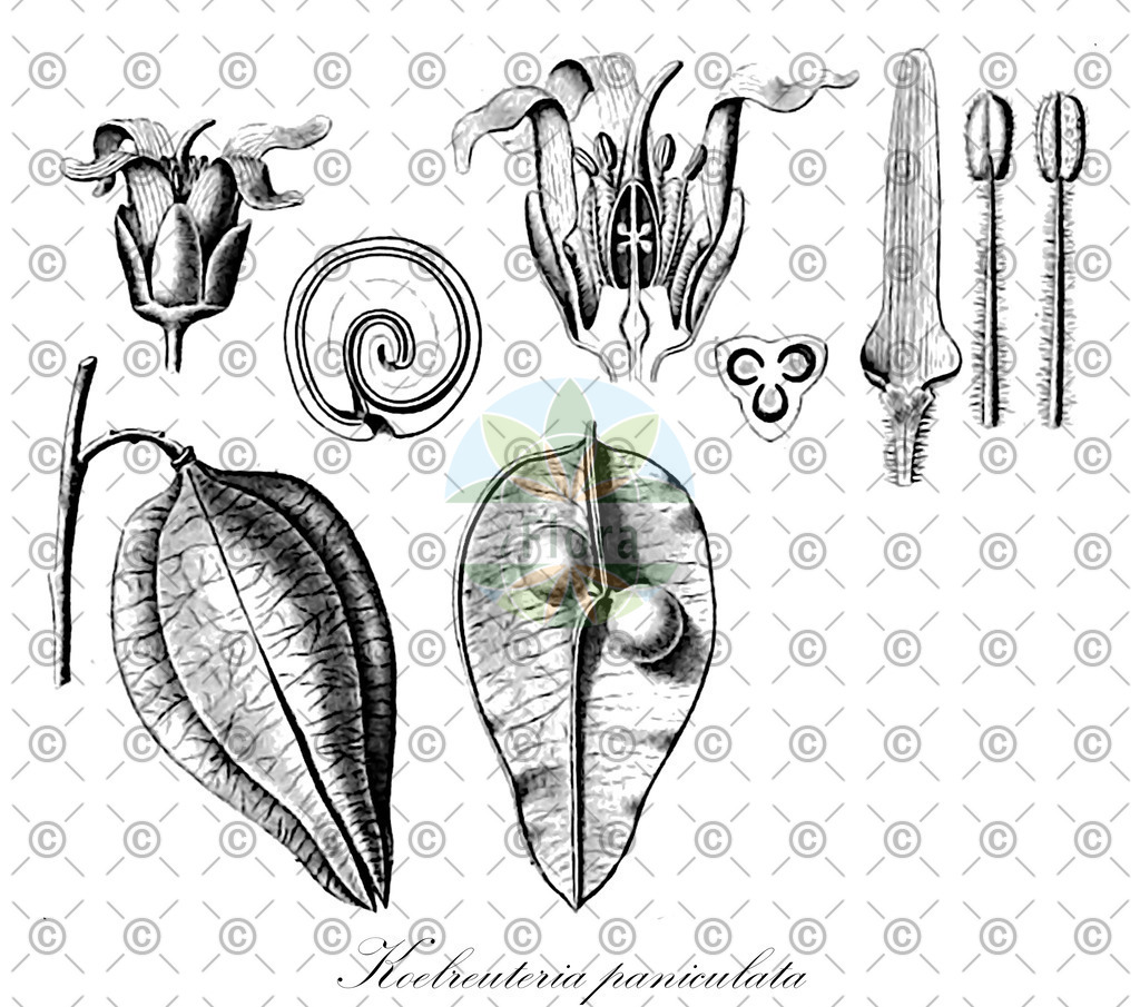 HistAbb_EMP_27709_1_SIMPLE | Historische Abbildung von Koelreuteria paniculata - Sapindaceae (Rispen-Blasenbaum;Blasenesche) | Historical Illustration of Koelreuteria paniculata - Sapindaceae