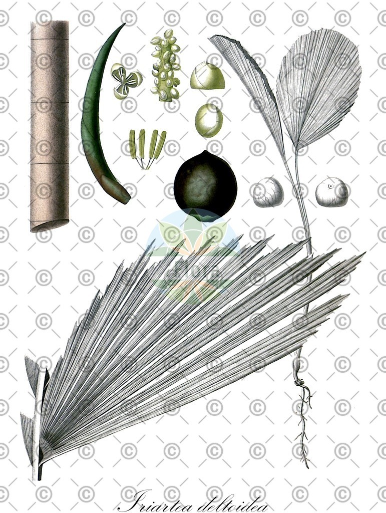 HistAbb_wfo-0000217575_3_ENZY_Simple | Historische Abbildung von Iriartea deltoidea - Arecaceae | Historical Illustration of Iriartea deltoidea - Arecaceae
