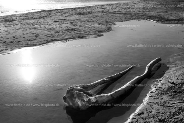 Astgabel am Strand | An der Esterel Küste