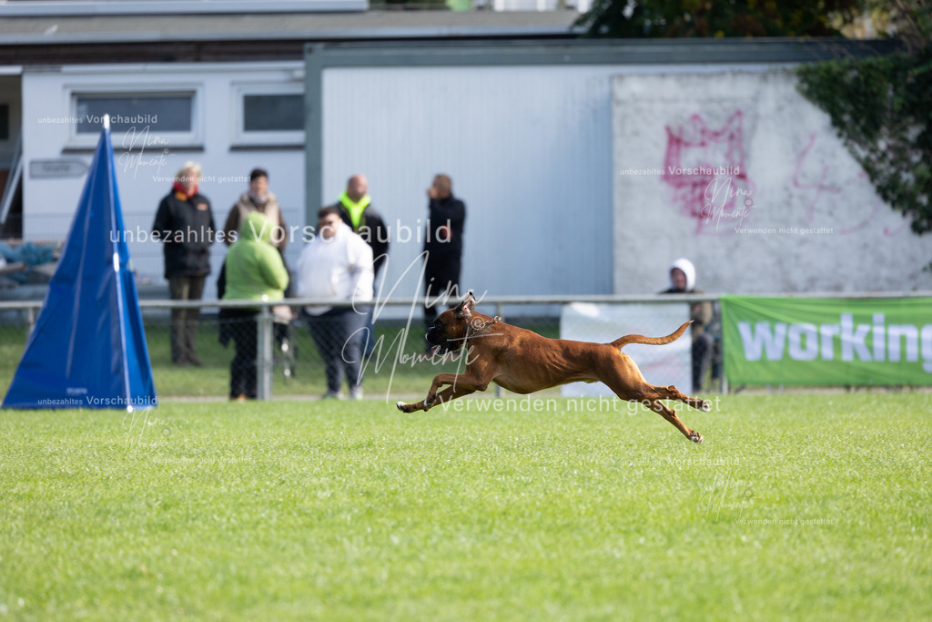 _16A6798 | Einzigartige Fotos von Hunden & Menschen –Actionfotos, Portraits, Vereinsaufnahmen & Paarshootings – authentisch, lebendig & mit Herz.