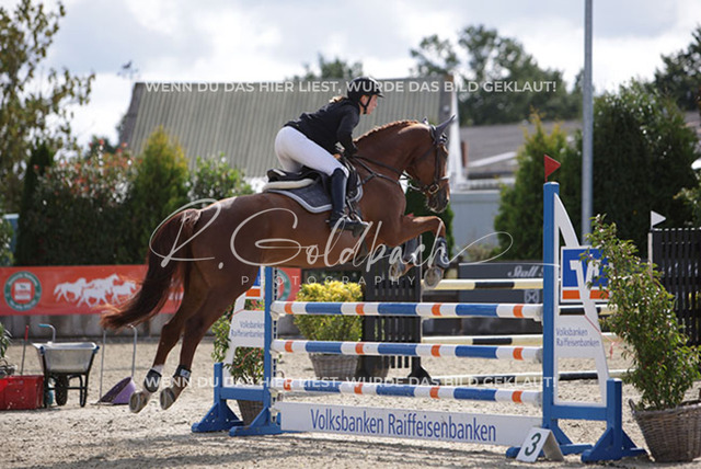 1J2A3557Maike Thormann_ Constanzehof_s Numa_ Kn282_ Havekost | Foto- und Videografie für alles rund ums Pferd. Hochwertige Bilder und Videos vom Spring- und Dressurreiten, Voltigieren & mehr. Jetzt aktuelle Veranstaltungen und Preise im Shop ansehen. - Realisiert mit Pictrs.com