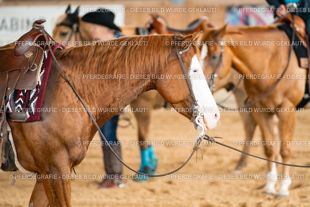 DSC02493 | Pferdegrafie