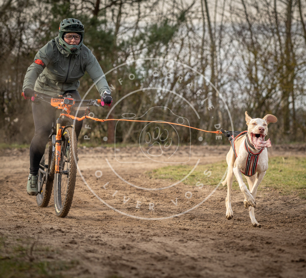 Pfotenfotografie_DV3A7712 | Hundefotografie, Tierfotograf, Pfotenfotografie, Fotoshooting Hund, Hunde Portrait, Hundesport, Hundeportraits, Heideshooting, Hunde, Sportfotograf, Hundefotograf, Turnierhundsport, THS,  - Realisiert mit Pictrs.com