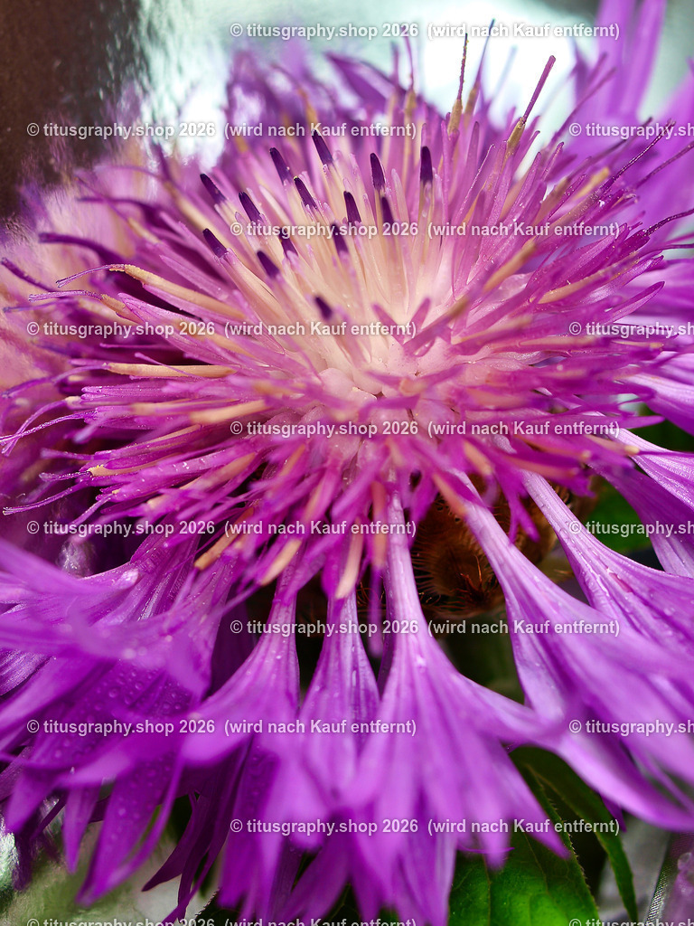 titusgraphy_P6258236-vz-ln | OLYMPUS DIGITAL CAMERA          - Realisiert mit Pictrs.com