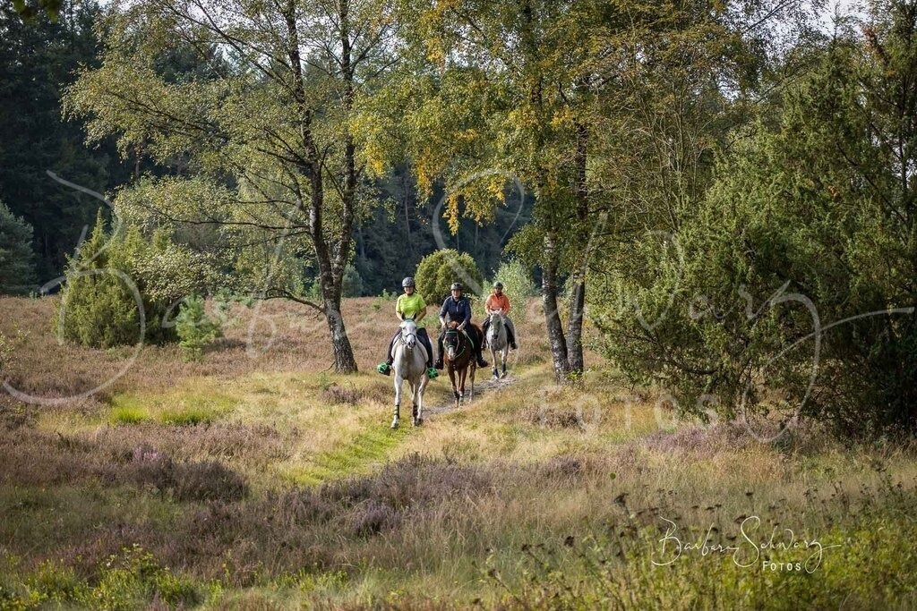 DdLH-WehlenerHeide_2025-09-20_13 | Fotografie, Veranstaltungs-Fotografie, Pferde-Fotografie, Landschafts-Fotografie, Reise-Fotografie - Realisiert mit Pictrs.com