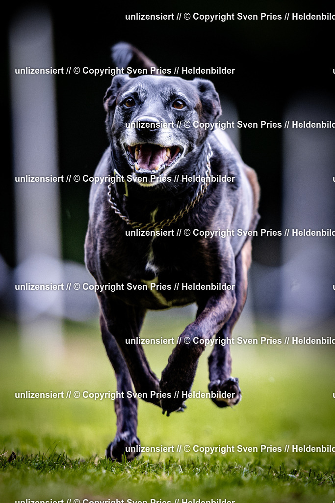 Sven Pries | 2025-10-03 - Hunderennen Obergrombach - Realisiert mit Pictrs.com