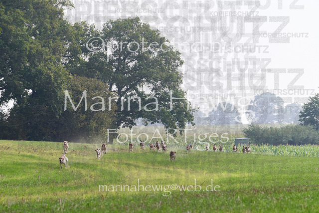 09-23 Jagd Perdöl_MCH9851_Marina Hewig | Fotografie, FotoArt, PferdesportArt, Pferdesportfotografie, Landschaftsfotografie, Reisefotografie, Reise, Pferde - Realisiert mit Pictrs.com