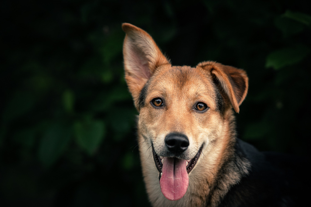 allesWIRTHgut Tierfotografie - 20210515-_AWG5227 | Professionelle Tierfotografie in Mönchengladbach von Daniel Wirth (allesWIRTHgut). Liebevolle & natürliche Bilder von Hunden & Katzen für unvergessliche Erinnerungen.