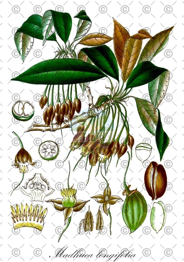HistAbb_wfo-1000027792_1_ENZY_Simple | Historische Abbildung von Madhuca longifolia - Sapotaceae | Historical Illustration of Madhuca longifolia - Sapotaceae