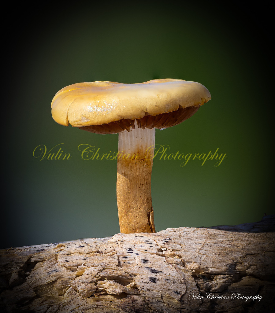 Macro 28 | Christian Vulin  - Realisiert mit Pictrs.com