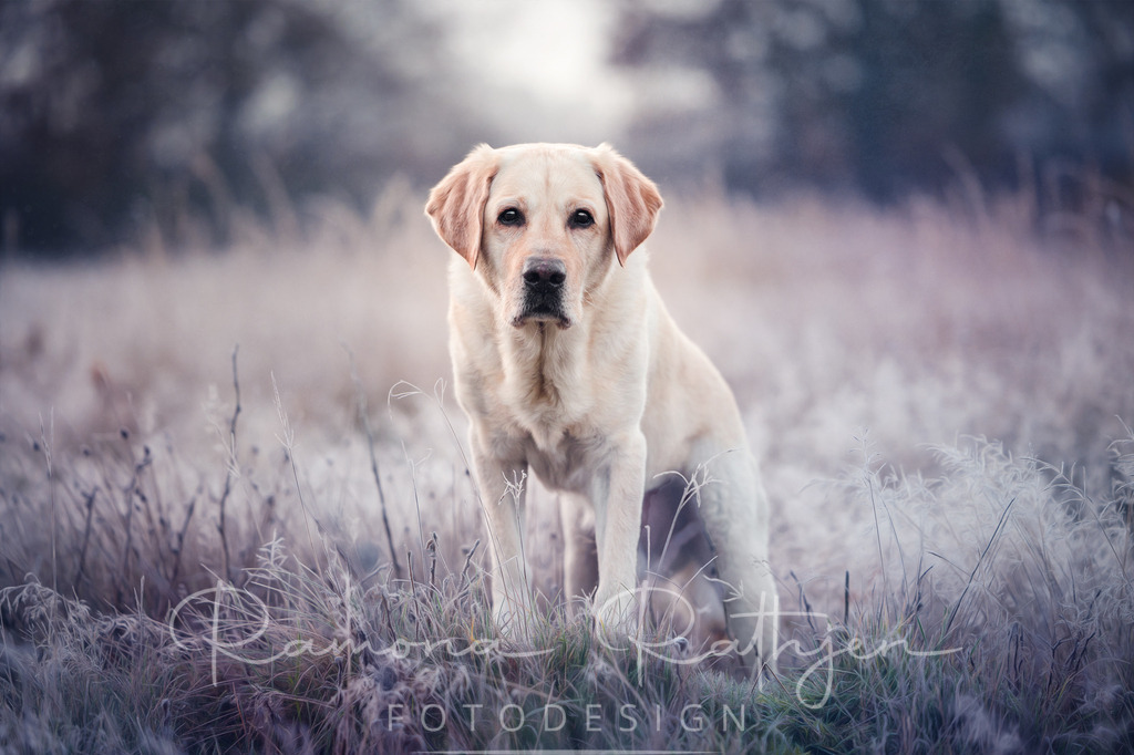 EY4A7453-1 | ramonarathjen-fotodesign - Realisiert mit Pictrs.com