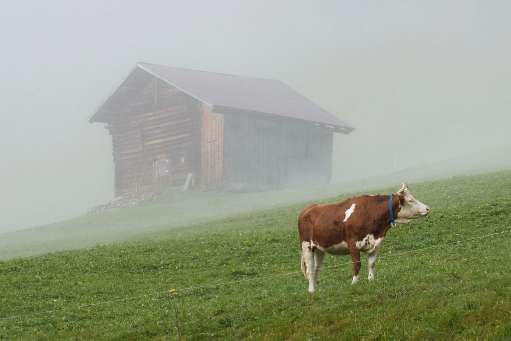 Morgennebel | In diesem Shop werden vorwiegend künstlerisch hochstehende Aufnahmen aus dem Bereich der Naturfotografie zum Verkauf angeboten. - In this store mainly artistic high quality shots from the field of nature photography are offered for sale. - Realisiert mit Pictrs.com
