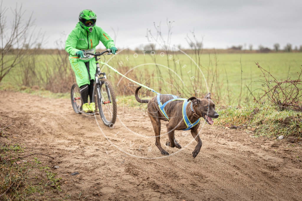 DV3A9422 | Hundefotografie, Tierfotograf, Pfotenfotografie, Fotoshooting Hund, Hunde Portrait, Hundesport, Hundeportraits, Heideshooting, Hunde, Sportfotograf, Hundefotograf, Turnierhundsport, THS,  - Realisiert mit Pictrs.com