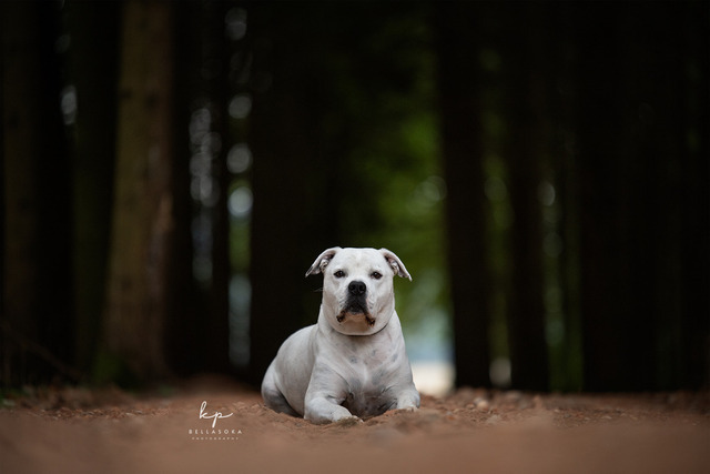 DSC_2630-Bearbeitet_web | Augenblicke kommen und gehen, Erinnerungen bleiben. Als Tierfotografin schaffe ich liebevolle Erinnerungen an unsere tierischen Familienmitglieder, ohne Stress und Druck.
Buchbar für den Raum München und Landkreis Dachau  - Realisiert mit Pictrs.com