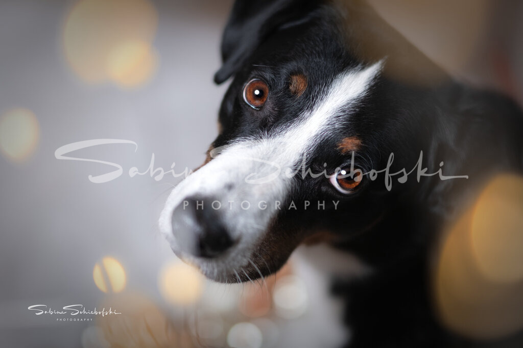 Weihnachtsshooting | People- und Tierfotografie, Imageaufnahmen, Veranstaltungsfotografie und Wandbilder aus der Natur ★ Made in Germany ✔️ Druck + Downloads ✔️ Naturfotografie in Top Qualität ★ schneller Versand, weltweite Lieferung! - Realisiert mit Pictrs.com