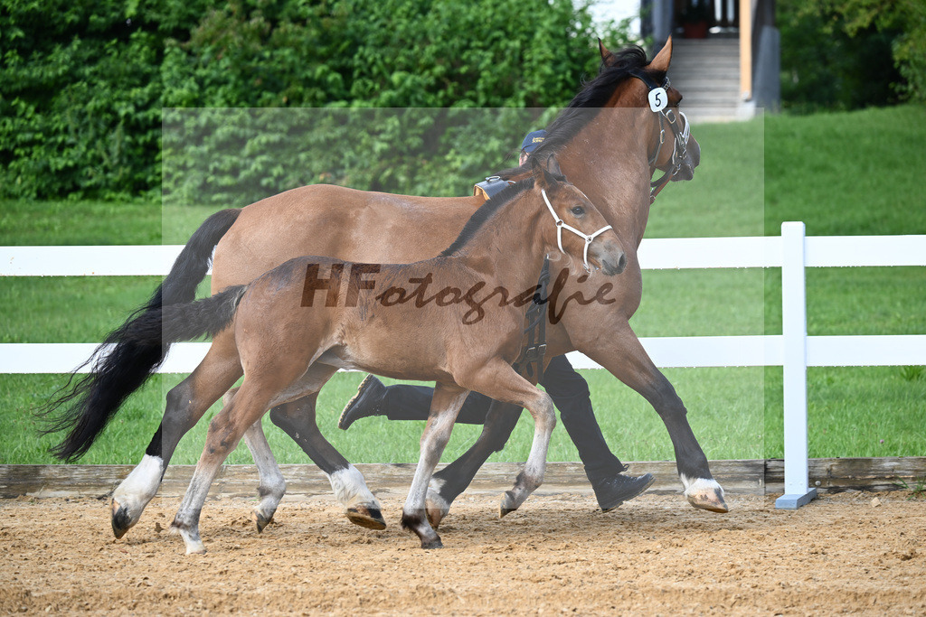 Kat-Nr. 5 Rivaldo x Normativ_Langlechner_27140119 | hf-fotografie - Realisiert mit Pictrs.com