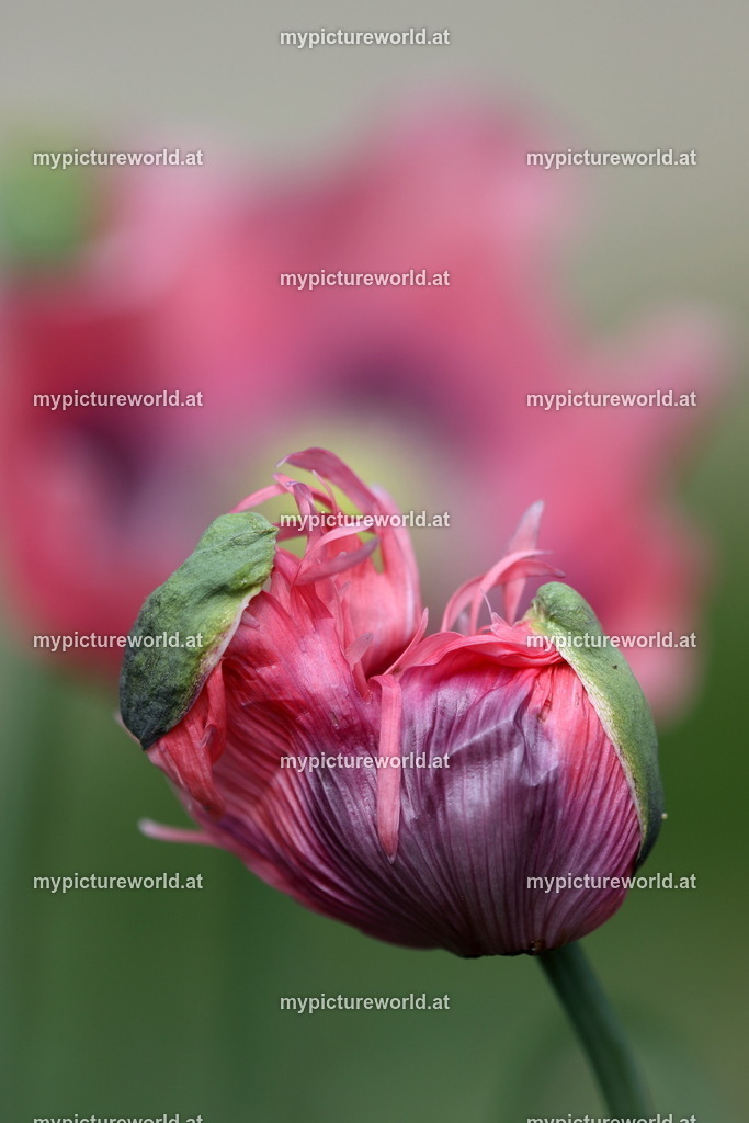 Schlafmohn-004 | Das Bilderarchiv über Tiere, Planzen und Landschaften. In der Bilddatenbank finden Sie ein große Auswahl an hochwertigen Bilder für Ihre Werbung - Realized with Pictrs.com